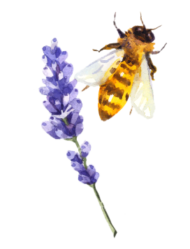 Aquarelle lavande et abeille Bulles de Ruche